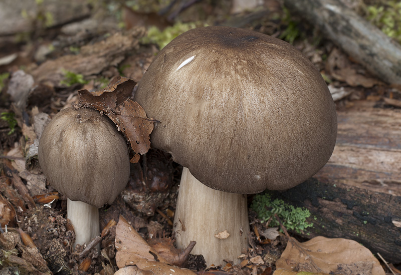 Megacollybia platyphylla